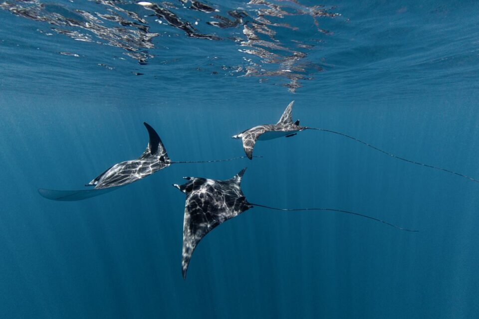 Mobula Rays — Sian Kaan Lodge, Ascension Bay Mexico