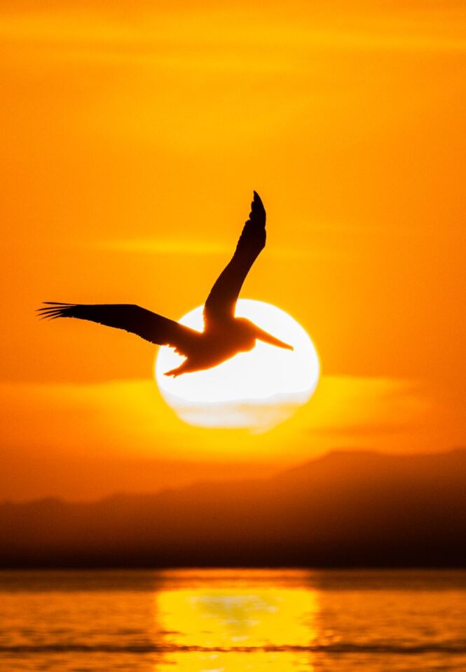 Pelican Sunset — Sian Kaan Lodge, Ascension Bay Mexico