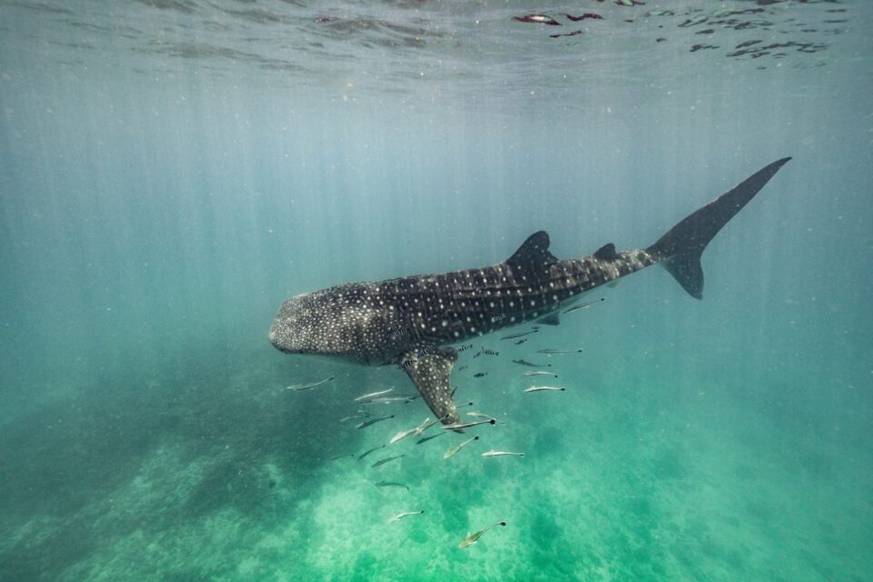 Whale Shark — Sian Kaan Lodge, Ascension Bay Mexico