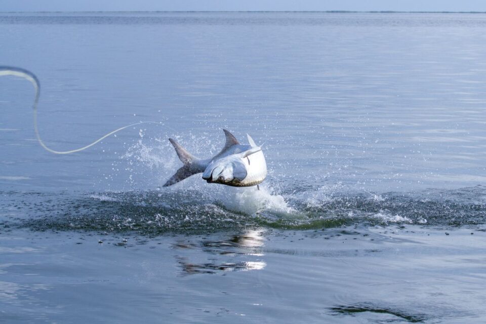 Tarpon Jump Fly Line — Sian Kaan Lodge, Ascension Bay Mexico