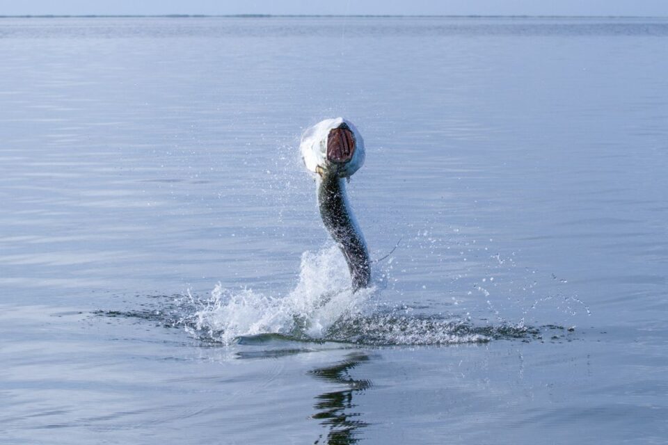 Tarpon Jump Splashing Ocean — Sian Kaan Lodge, Ascension Bay Mexico