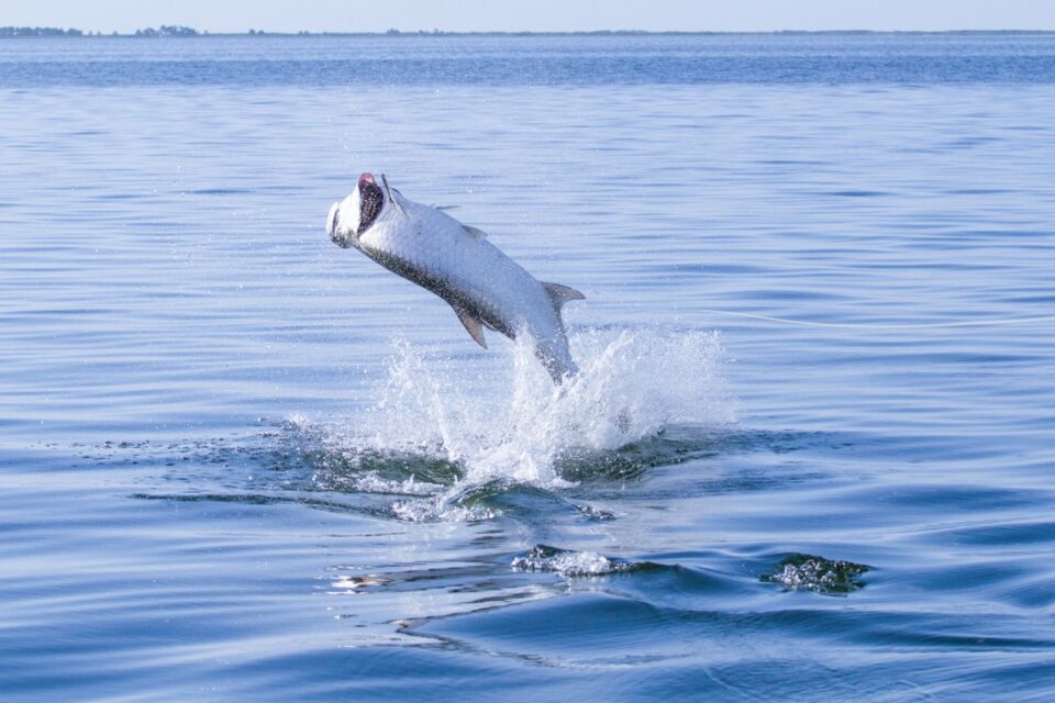 Tarpon Leap Open Mouth — Sian Kaan Lodge, Ascension Bay Mexico