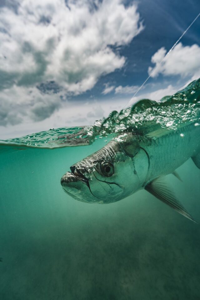 Tarpon Underwater Head Surface — Sian Kaan Lodge, Ascension Bay Mexico