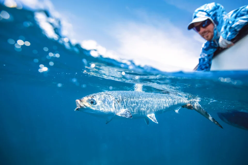 Over-under photo of a Cosmoledo bonefish release, Seychelles