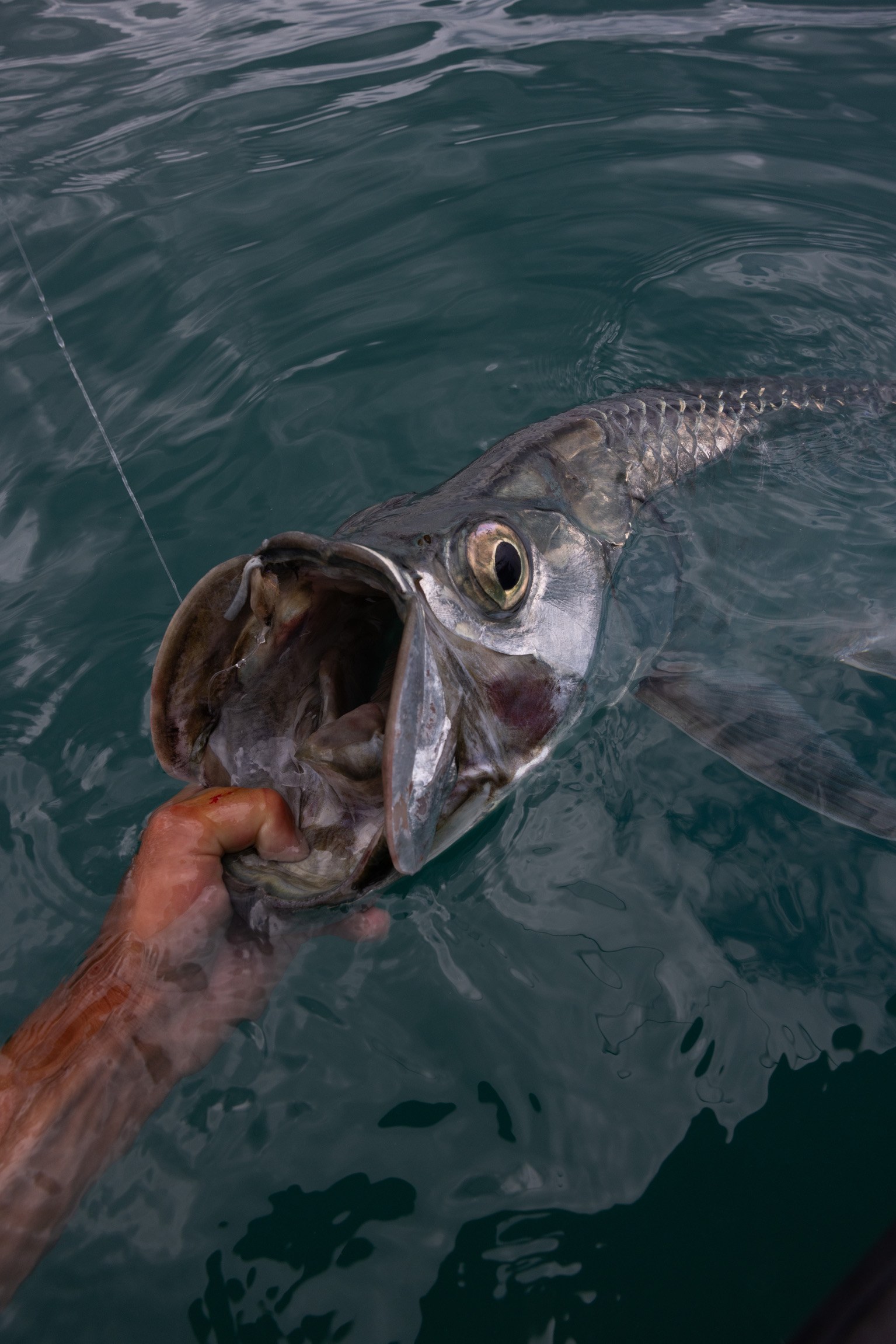 2027 No Name Fly Lodge Bebc Efc8 Be31 6ca201fd Puerto Rico Angler Adventures 109