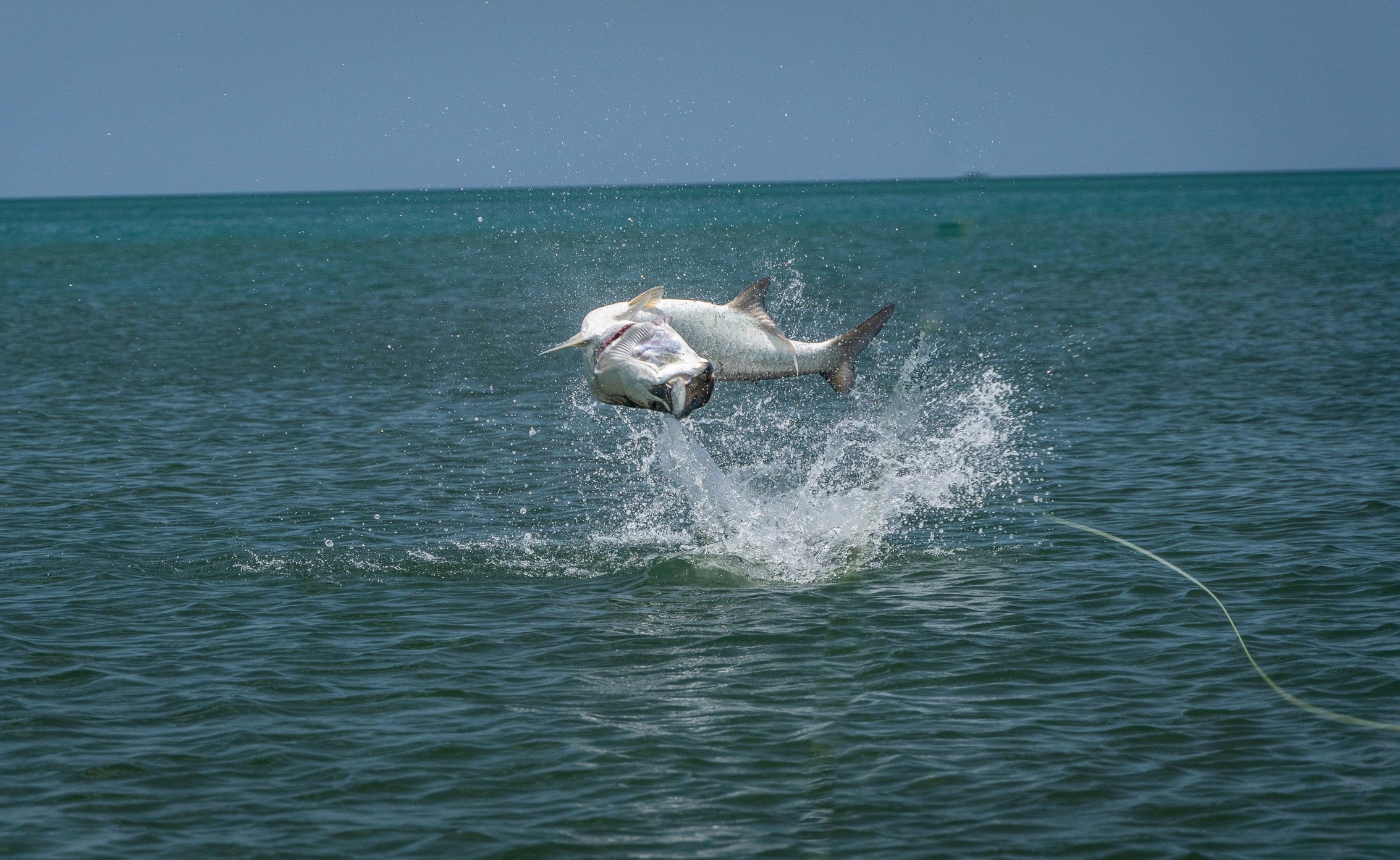 2027 No Name Fly Lodge Puerto Rico Puerto Rico Angler Adventures 89