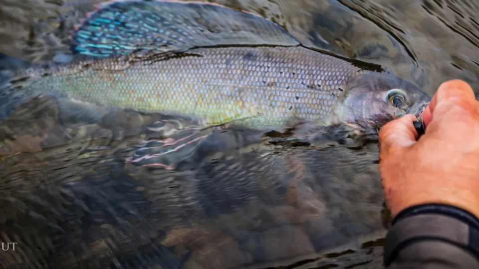 Arctic grayling — Royal Coachman Lodge, Nuyakuk River, Bristol Bay, Alaska