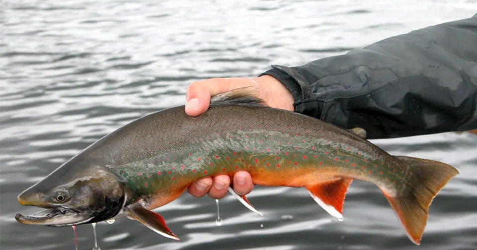 Dolly Varden — Royal Coachman Lodge, Nuyakuk River, Bristol Bay, Alaska
