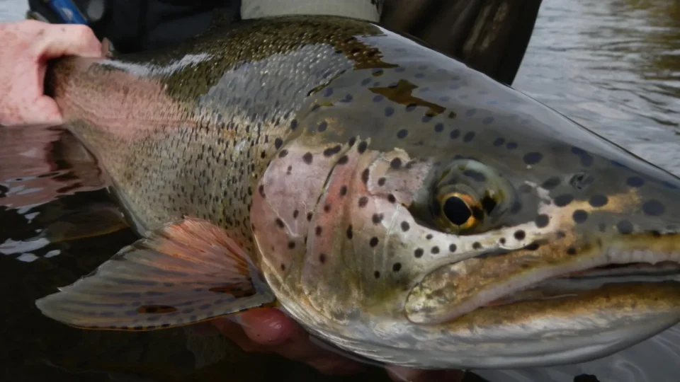 Leopard rainbow trout close-up — Royal Coachman Lodge, Nuyakuk River, Bristol Bay, Alaska