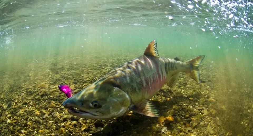 Pacific salmon — Royal Coachman Lodge, Nuyakuk River, Bristol Bay, Alaska