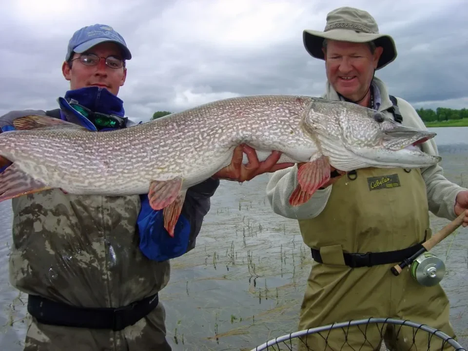 Pike in the shallows — Royal Coachman Lodge, Nuyakuk River, Bristol Bay, Alaska