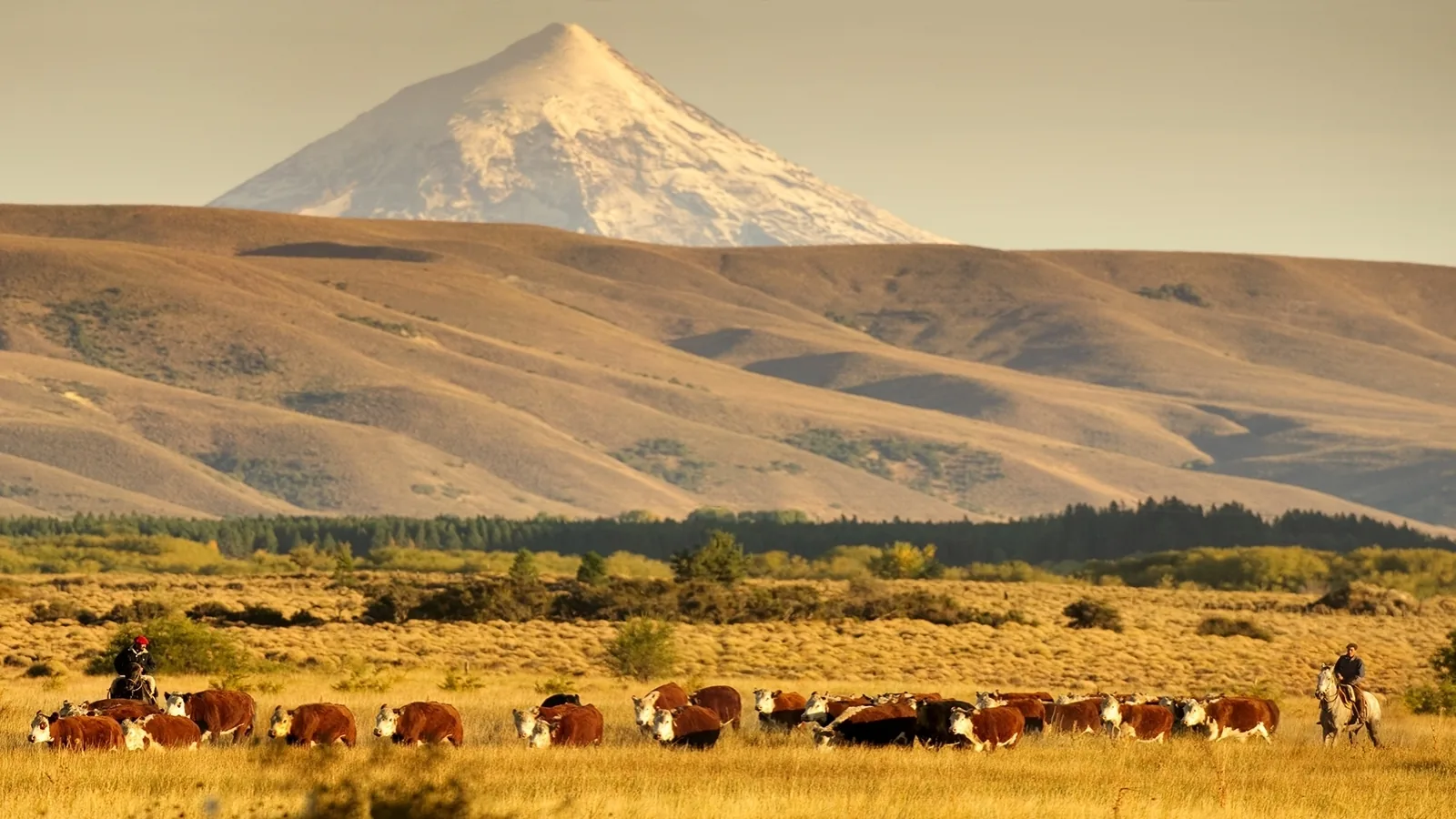 Gauchos and cattle on Estancia Tipiliuke with Lanín volcano, Patagonia, Argentina