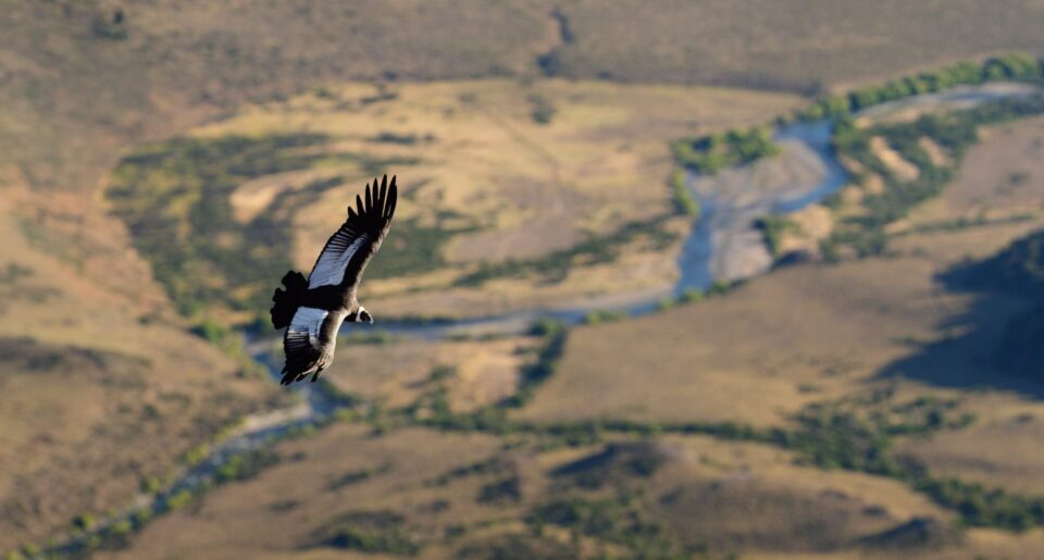 Birds and wildlife on the Rio Filo Hua Hum, northern Patagonia, Argentina. 2028 Patagonia brown trout Argentina copy for BVL