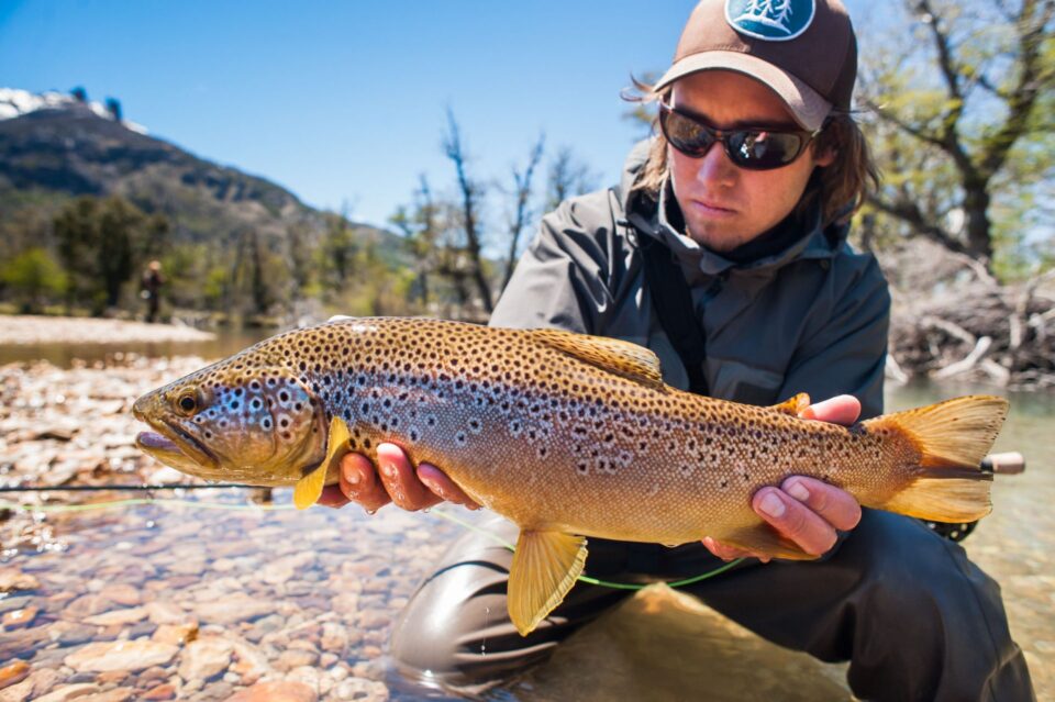 Brown trout on the Rio Filo Hua Hum, northern Patagonia, Argentina. 2028 Patagonia brown trout Argentina copy for BVL
