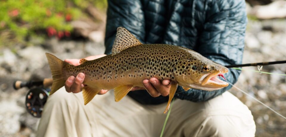 Angler holding a trout on the Rio Filo Hua Hum, northern Patagonia, Argentina. 2028 Patagonia brown trout Argentina copy for BVL