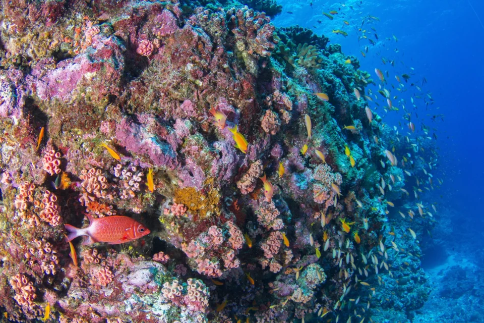 Coral and fish on the reef — Alphonse Island, Seychelles