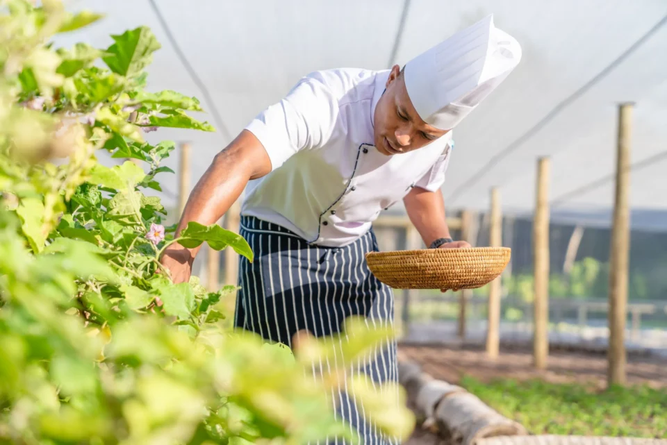 Island chef in the kitchen garden — Alphonse Island, Seychelles