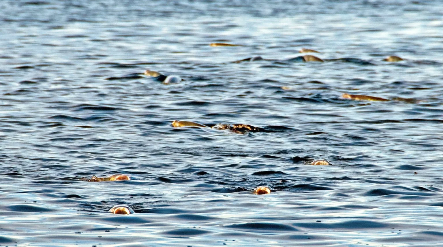 Milkfish on the flats — Alphonse Island, Seychelles