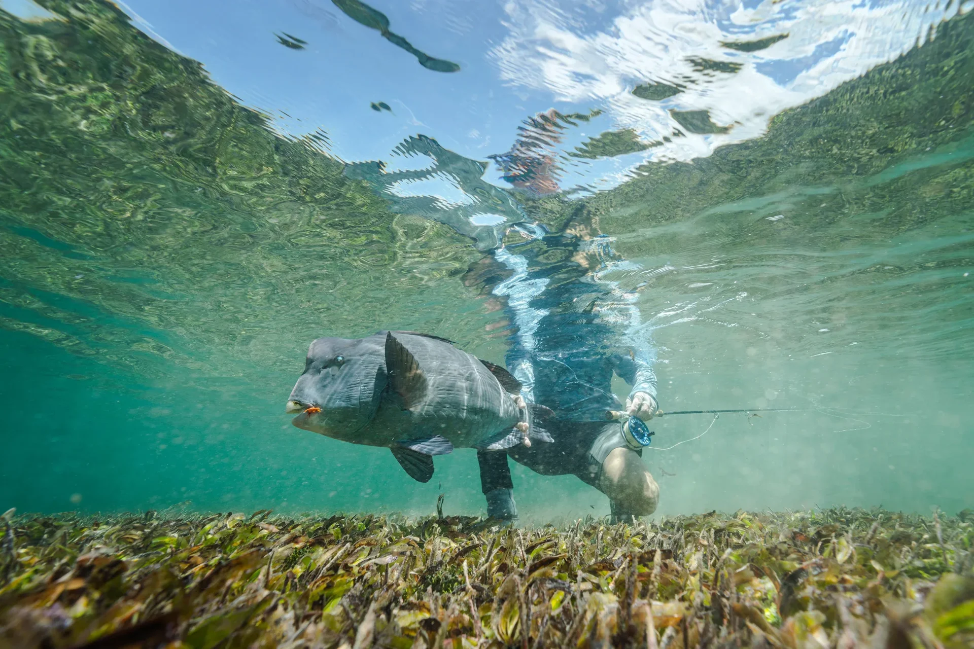 Bumphead parrotfish released underwater — Farquhar Atoll, Seychelles