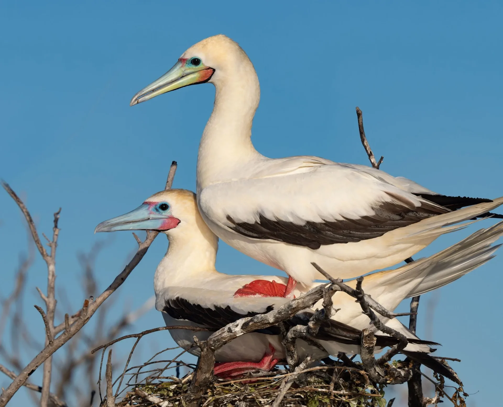 Red footed boobies nesting on the atoll — Farquhar Atoll, Seychelles
