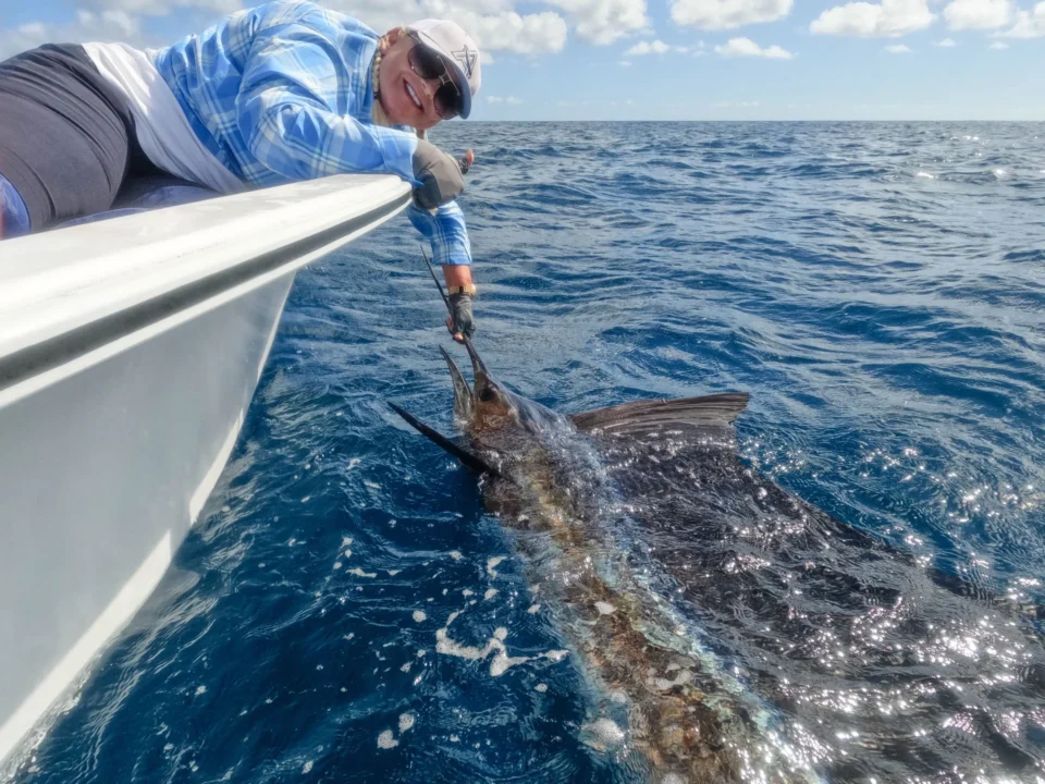 Sailfish released boatside in blue water — Farquhar Atoll, Seychelles