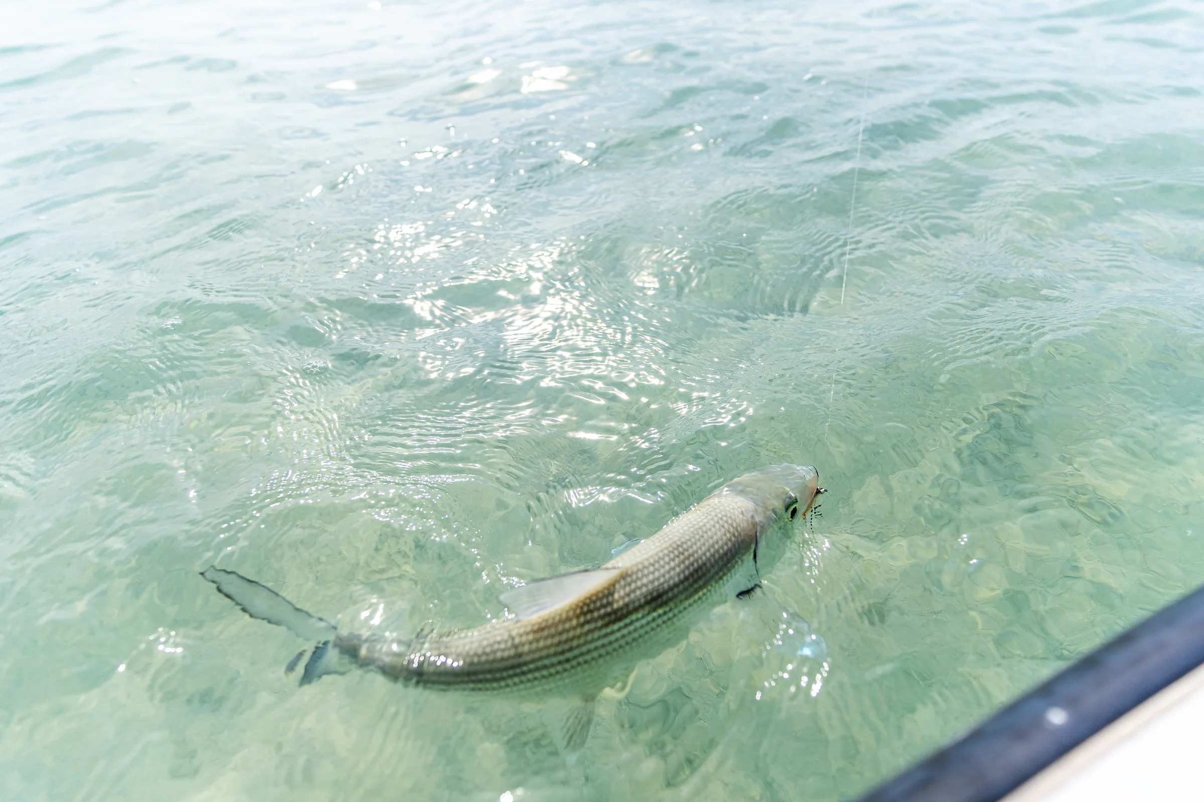 Bonefish swimming in clear shallow water off Mangrove Cay, Andros, Bahamas
