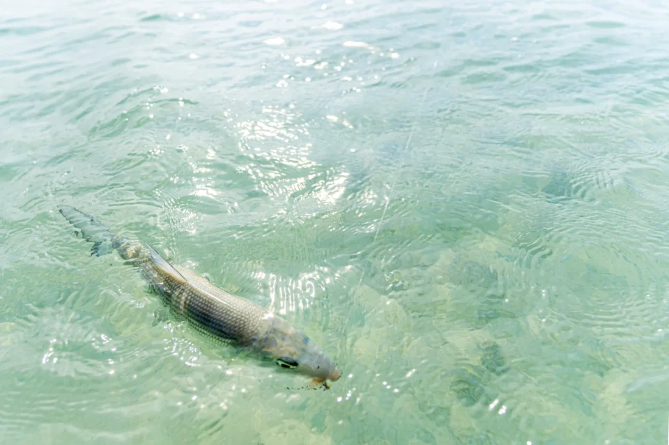 Bonefish on a fly in clear water at Mangrove Cay Club, Andros, Bahamas