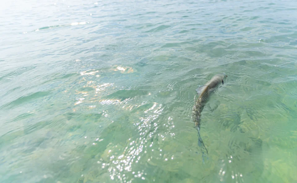 Bonefish just under the surface on the Andros flats, Bahamas