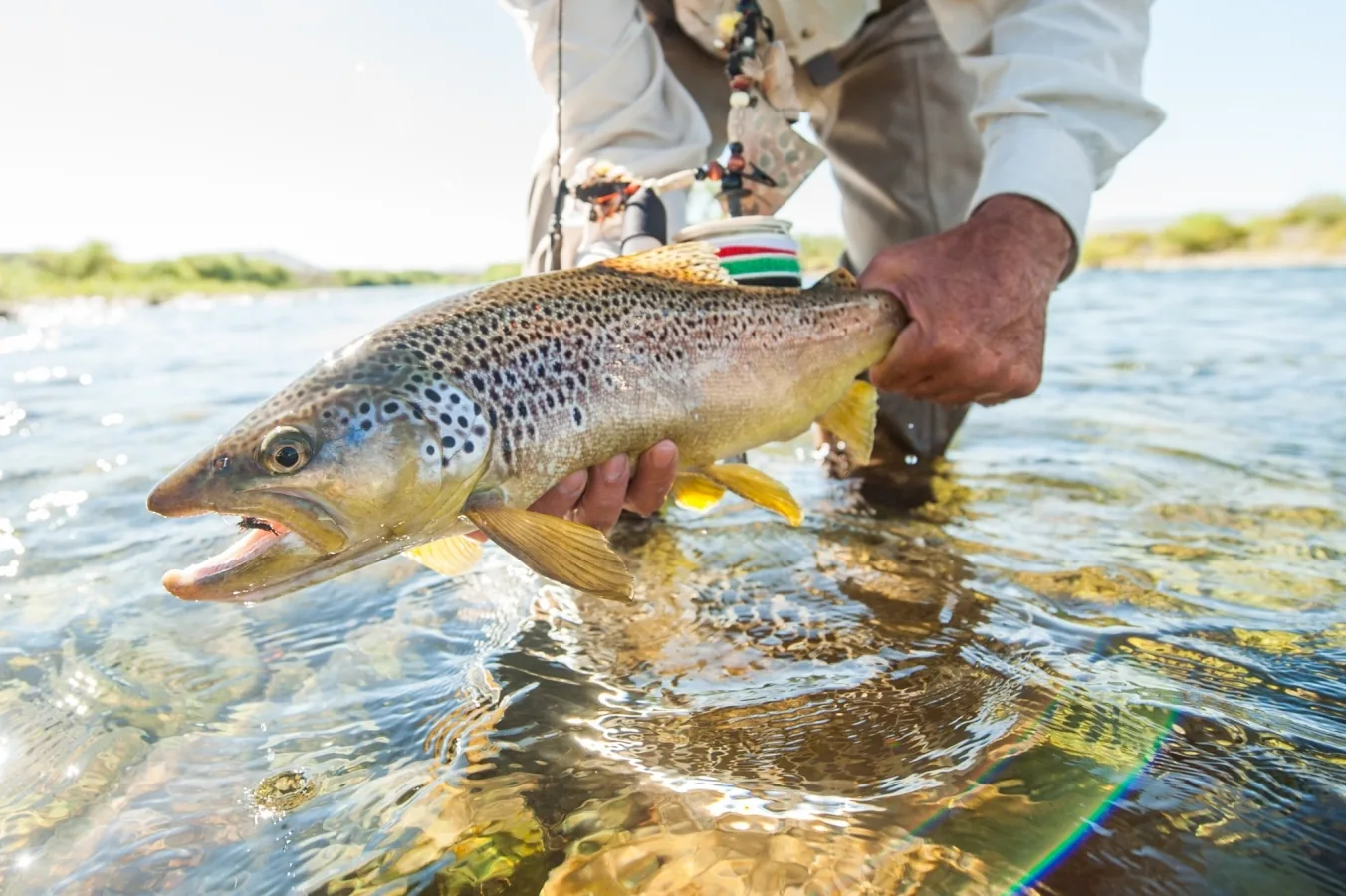Brown trout held just above the Chimehuín River at Tipiliuke Lodge, Patagonia, Argentina