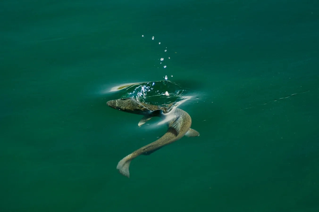 Trout splashing in clear water while being landed at Tipiliuke Lodge, Chimehuín River, Patagonia, Argentina
