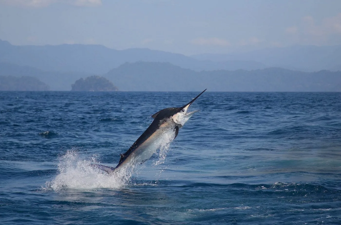 Black marlin jumping off Piñas Bay near Tropic Star Lodge, Panama