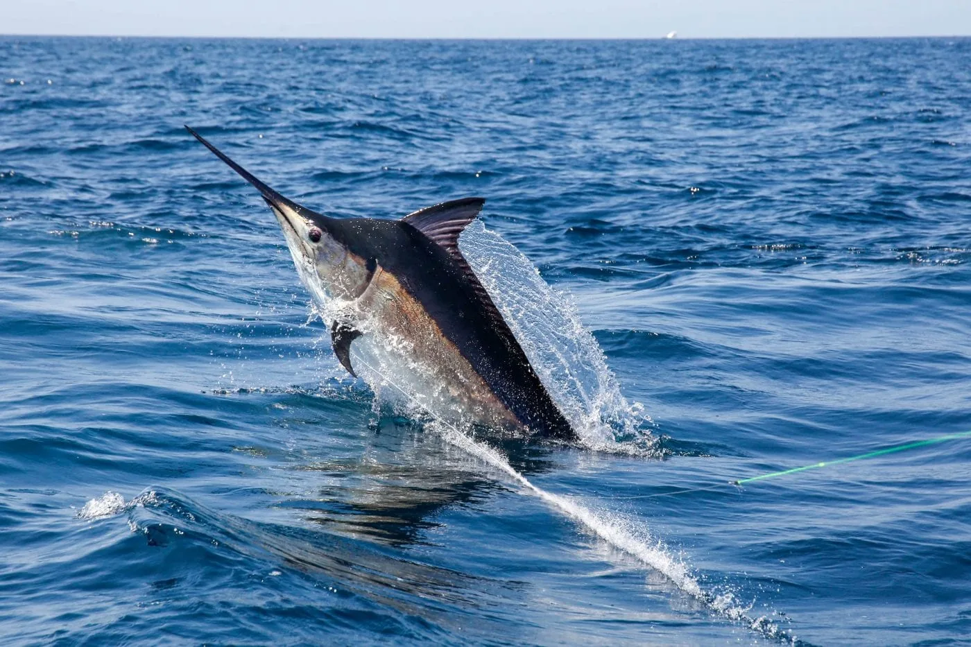 Marlin jumping on a green line off Tropic Star Lodge, Piñas Bay, Panama