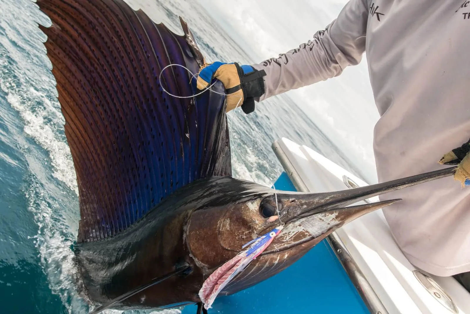 Sailfish held alongside a Tropic Star Lodge boat, Piñas Bay, Panama