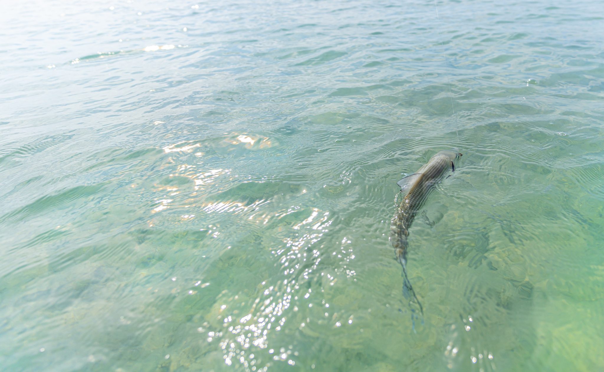A bonefish in skinny clear water over sand, Mangrove Cay, Andros. Photo Adam Campesi, Campesi Design.