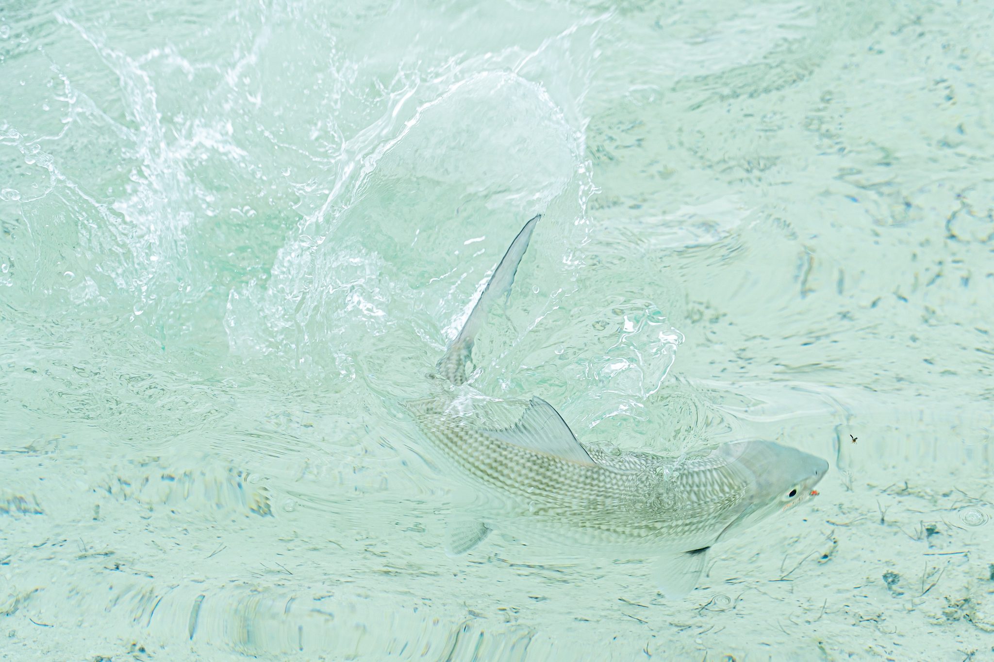 A bonefish tailing in skinny Bahamian water. Photo Adam Campesi, Campesi Design.