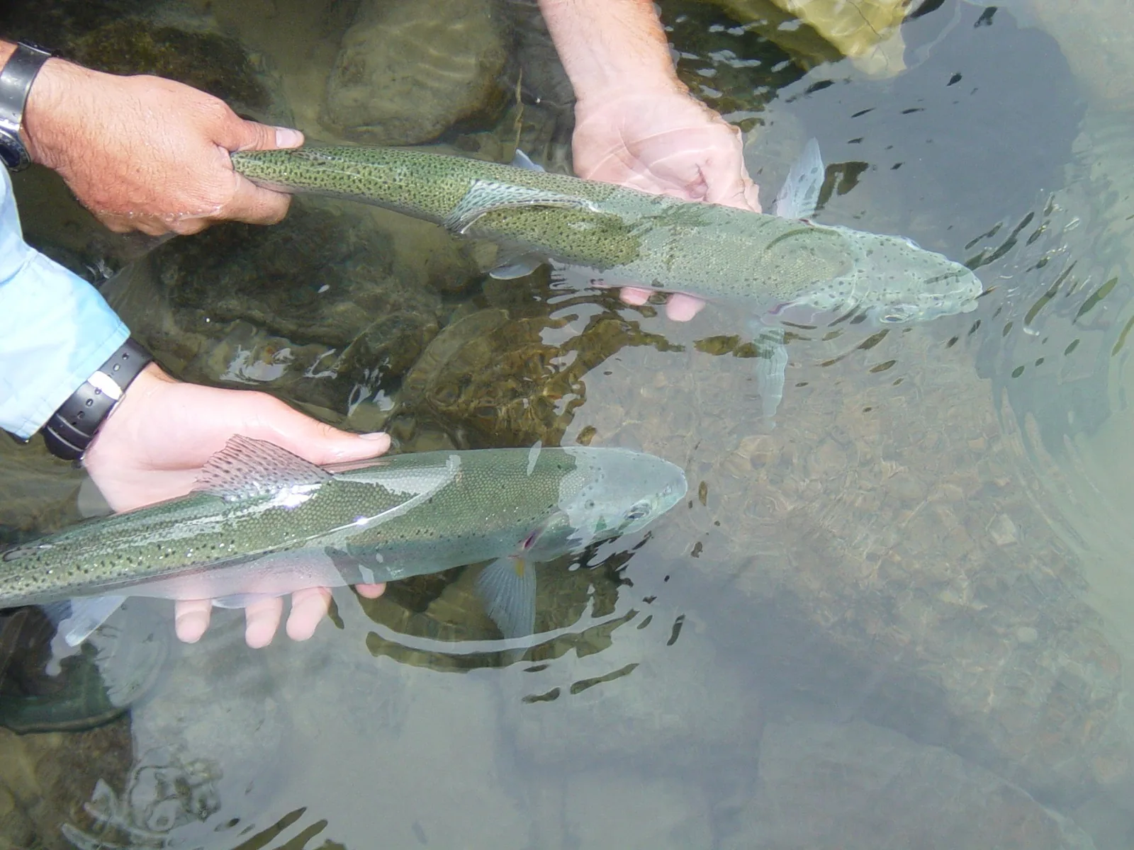 Two trout held at the surface for release on the Futaleufú at Futa Lodge, Chile