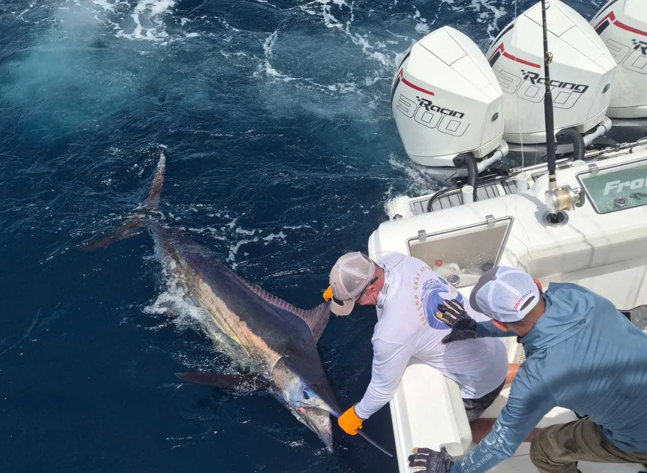 Blue marlin released beside a Crocodile Bay Front Runner, Golfo Dulce, Costa Rica
