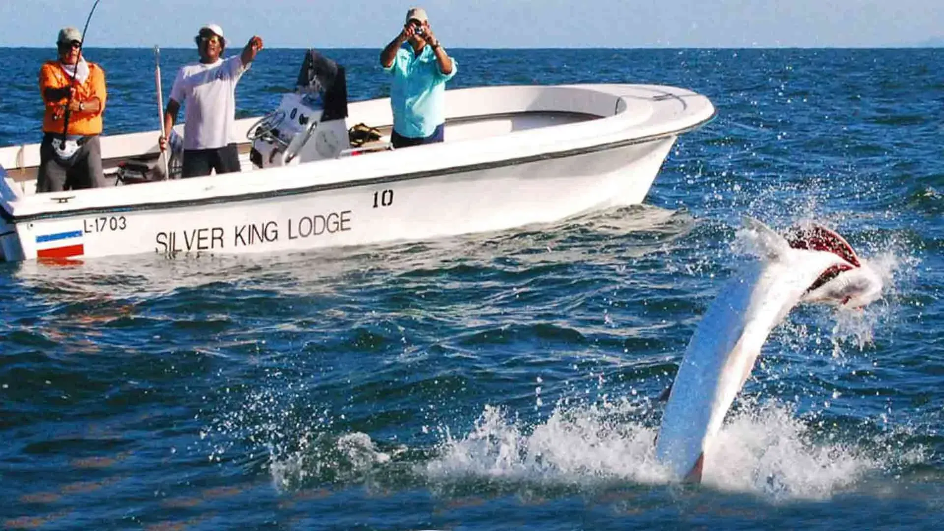 Tarpon jumping beside a Silver King Lodge boat, Barra del Colorado, Costa Rica