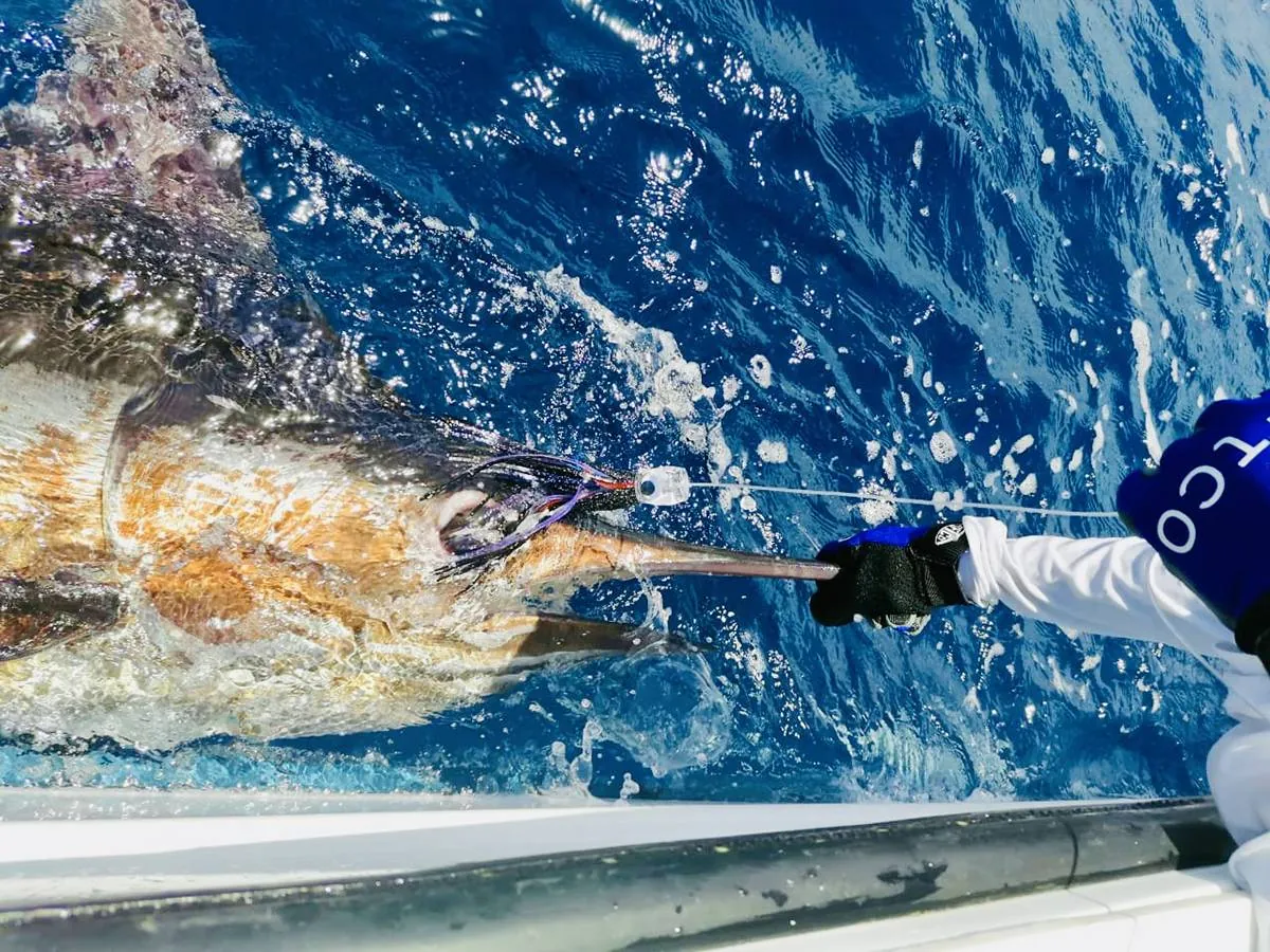 Crew releasing a marlin beside a Tamarindo Sportfishing boat, Guanacaste