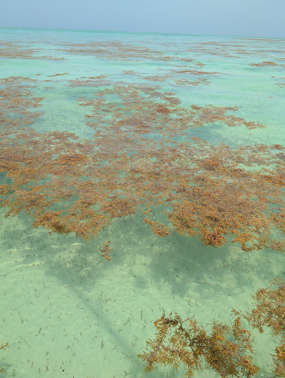 Sargassum mat on a clear flat at Mayazul, with baitfish underneath. August 2026.